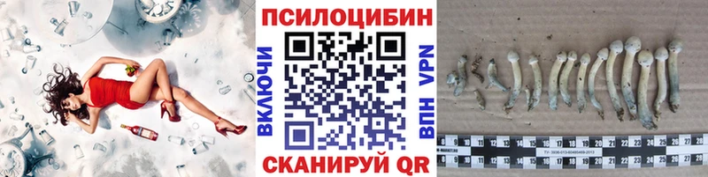 mega   Дудинка  Псилоцибиновые грибы Cubensis 